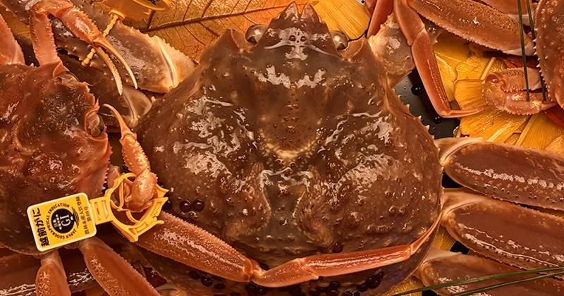 越前紅ズワイガニ