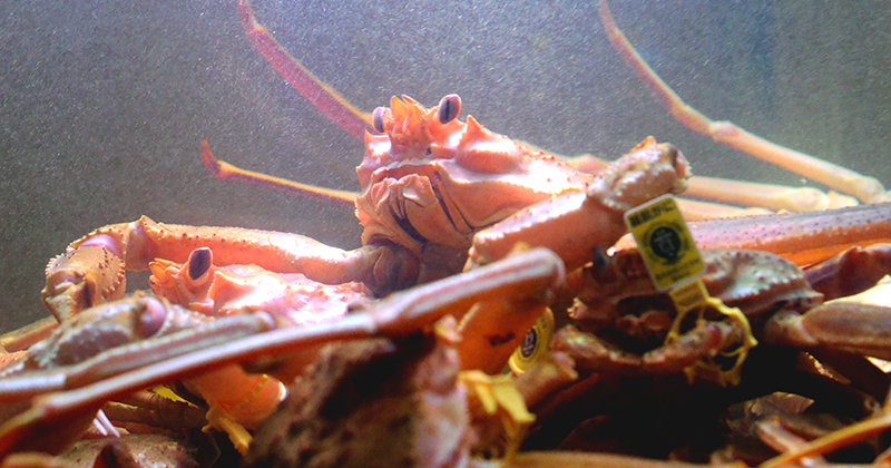 お昼限定越前がにプラン