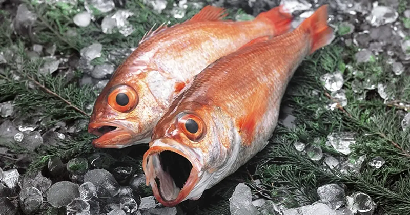 越前のど黒懐石